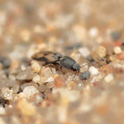 Réf. 297 008 : Negastrius sabulicola
